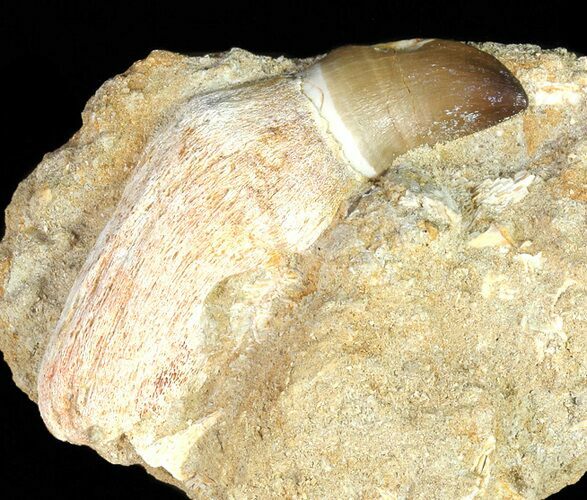 Mosasaur (Prognathodon) Rooted Tooth In Rock - Nice Tooth #66520